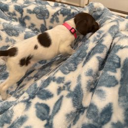Hot Pink - White and liver female German Shorthaired Pointer puppy in Ozark, Alabama from Judy Creek GSP's
