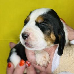 Yellow - Black white and brown female Basset Hound puppy in Justin, Texas from S&G's Bassets