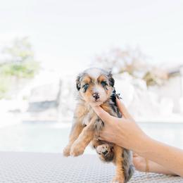 Okra - female Australian Mountain Doodle puppy in Murray, Utah from Sun Valley Doodles