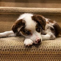 Miniature Australian Shepherds from My Girls Aussies NJ