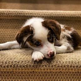 Miniature Australian Shepherds from My Girls Aussies NJ