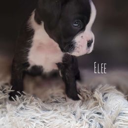 ELEE - Brindle Boxer puppy in Spring Hill, Florida from Hart's Grand Boxers