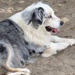 Priscilla - Australian Shepherd