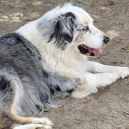 Priscilla - Australian Shepherd