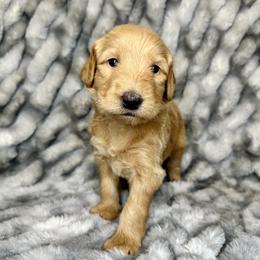 Aussiedoodle, Labradoodle, and Sheepadoodle Puppies from Boxcar Doodles and Poodles