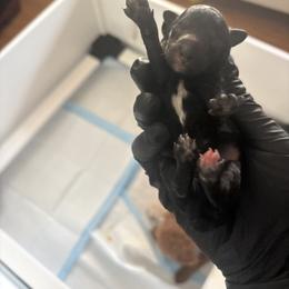 Poodle Puppies from Tyndaleia Watson