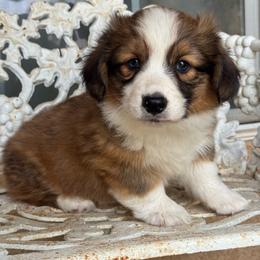 Odin (fluffy) - Sable and white male American Corgi puppy in East Oakdale, California from Rhettro Kennels