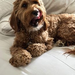 Bernedoodle and Goldendoodle Puppies from Hello Doodle Ranch