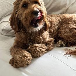 Bernedoodle and Goldendoodle Puppies from Hello Doodle Ranch