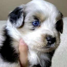 Toy Australian Shepherds from Cedar Hills Aussies