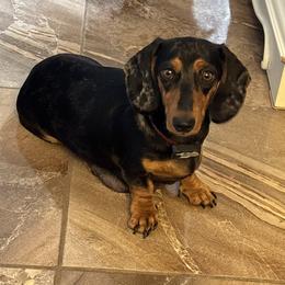 Angel - Dachshund