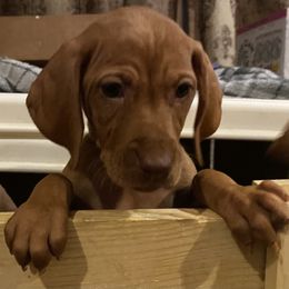 Vizsla Puppies from Carlson Vizslas