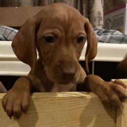 Vizsla Puppies from Carlson Vizslas