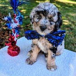 Aussiedoodle, Australian Shepherd, Bernedoodle, Cavapoo, Cockapoo, and Poodle Puppies from Sis' Doodles & Poodles