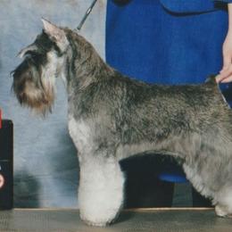 Rita - Margarita - Salt and pepper female Miniature Schnauzer puppy in Atlanta, Georgia from Axcium Miniature Schnauzers
