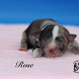 Rose - Blue merle female Miniature Australian Shepherd puppy in Weeki Wachee, Florida from Arlington's Mini Aussies