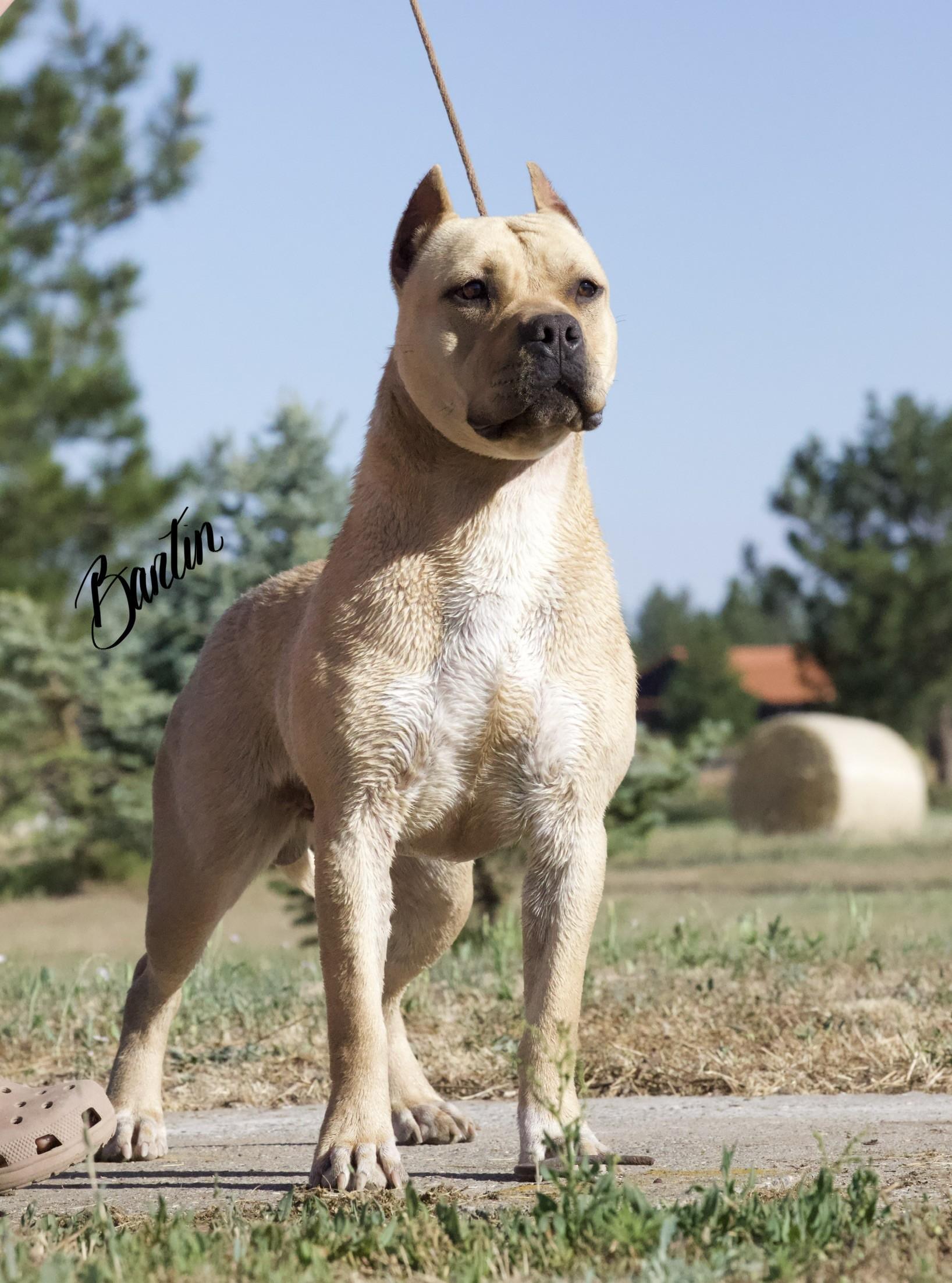 Wyatt