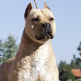 Wyatt - American Pit Bull Terrier