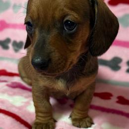 Stella - Red female Dachshund puppy in Cypress, Texas from Sweet Little Churros
