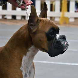 Boxers from Fahnestock Boxers