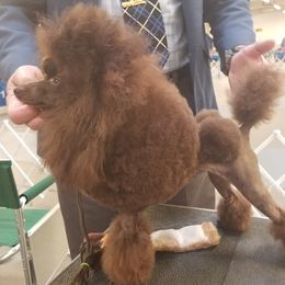 Poodles from Ashcroft Poodles