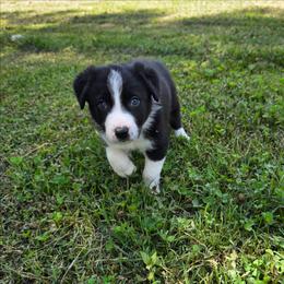 Hardy - Black and white male Border Collie puppy in Gaffney, South Carolina from On the Lamb
