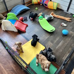 Goldendoodle Puppies from DM Hilltop FURfamily