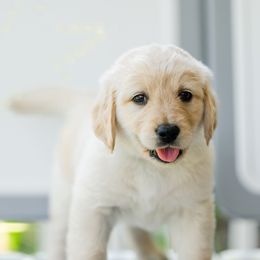 Golden Retriever Puppies from Sweeter Than Honey Golden Retrievers, LLC.