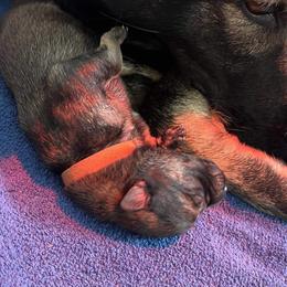 German Shepherd Puppies from Paws Of Germany