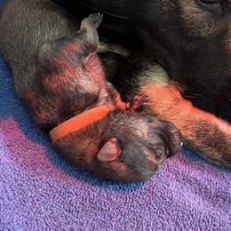 German Shepherd Puppies from Paws Of Germany