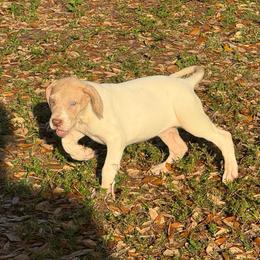 Bailey - Mantle merle female Great Dane puppy in Florida from Beachside Kennels