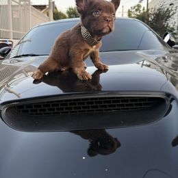 Traviesa - Fawn brindle and white female French Bulldog puppy in Los Angeles, California from westsidefrenchies