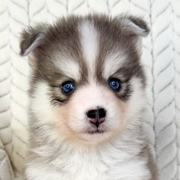 Chaska - Blue female Pomsky puppy in Sheffield, Iowa from Clover Ridge Pomskies