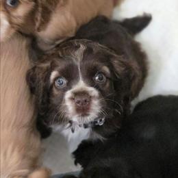 Faye - Brown female Cocker Spaniel puppy in Winston Salem, North Carolina from The Hearthstead
