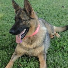 German Shepherds from Telschow Shepherds