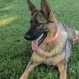 German Shepherds from Telschow Shepherds