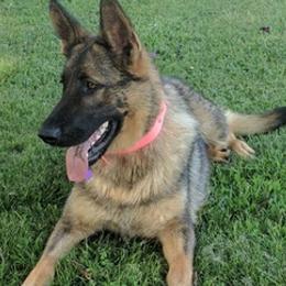 German Shepherds from Telschow Shepherds