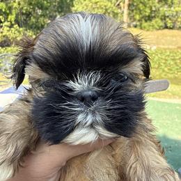Bill - Liver male Shih Tzu puppy in West Palm Beach, Florida from Must Be Love
