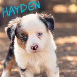 Hayden - Blue merle male Miniature American Shepherd puppy in Sanger, California from Flying M Cactus Ranch Buddies
