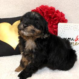Valentino - Blue merle male Aussiedoodle puppy in Stokesdale, North Carolina from His and Hers Poodles and Doodles