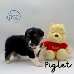Boy 4 - Black tri male Miniature American Shepherd puppy in Tremonton, Utah from Azure Sky Minis