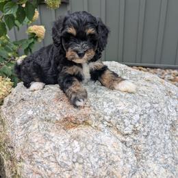 Girl 3 - female Bernedoodle puppy in Beach City, Ohio from Blue Cloud Doodles