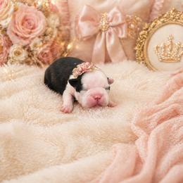 Black n white lady - Black and white female Boston Terrier puppy in San Antonio, Texas from JT Bostons