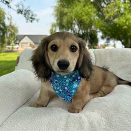 Crush - Cream male Dachshund puppy in Ontario, Oregon from Get A Long Little Doggie