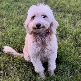 Tundra - Goldendoodle