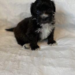 French Bulldog, Mal-Shi, Maltipoo, and Shih Tzu Puppies from NC Stellar Puppies