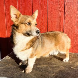 Sadie - Pembroke Welsh Corgi
