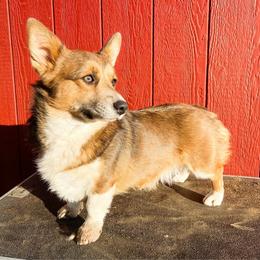 Sadie - Pembroke Welsh Corgi