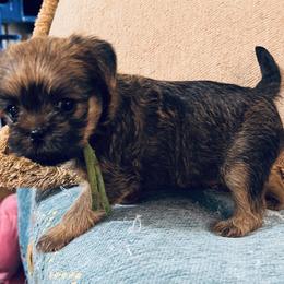 Brussels Griffon puppies from Full of Shih Tzus