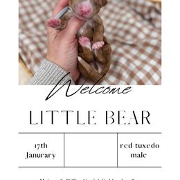Little Bear - Red  male Goldendoodle puppy in New Harmony, Indiana from Cottonwood Farms